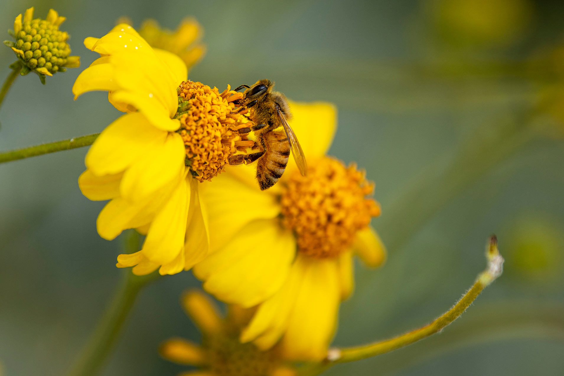 Yellow and Black Bee on Yellow Flower