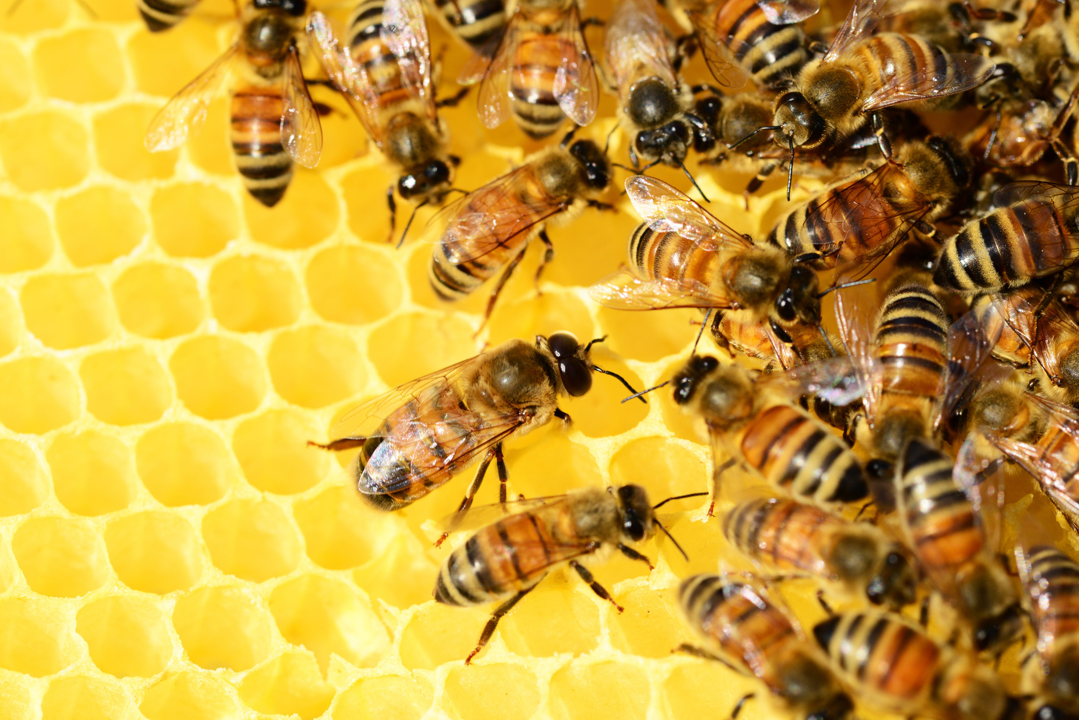Swarm of Honey Bees
