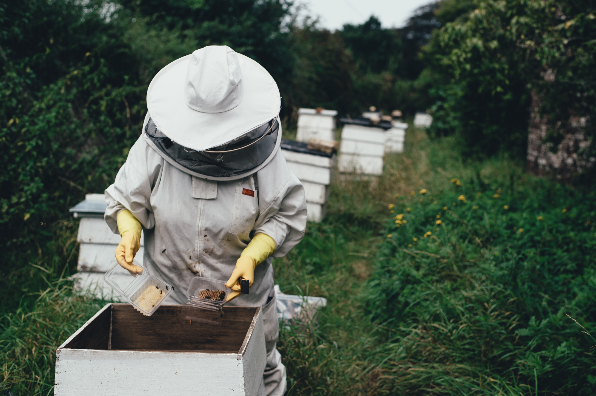 Bee Farmer Cleaning Honeycomb