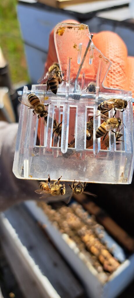 Queen bee in a queen clip to keep her safe