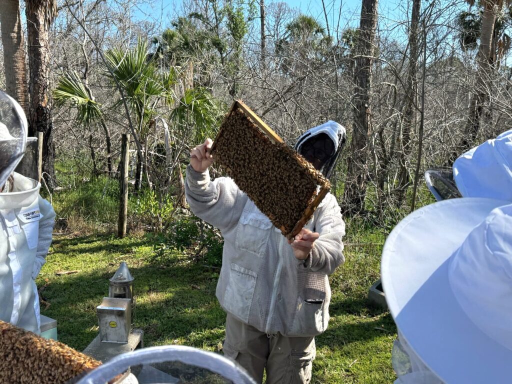 A beekeeper inspecting a frame of bees