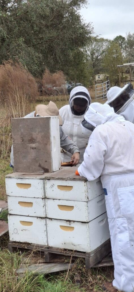 Beekeepers inspecting honey bee hives