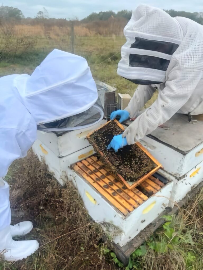 Beekeeper pointing out the queen on a frame of honey bees
