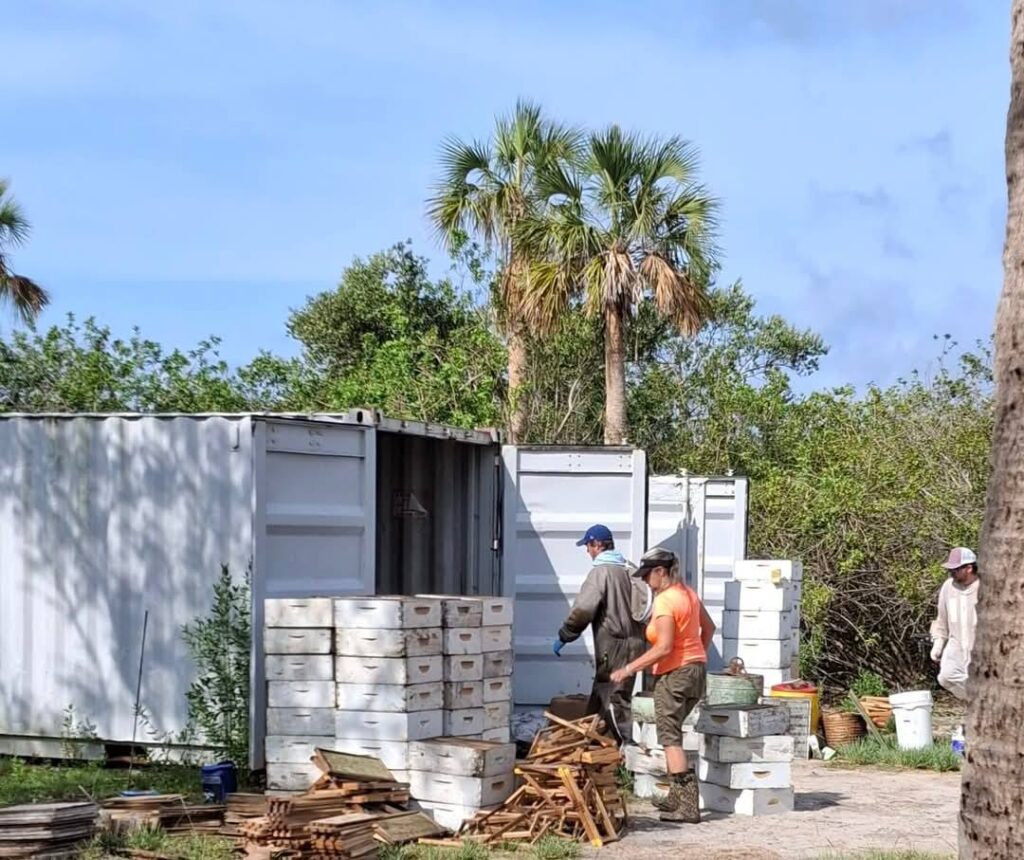 After the hurricane, cleaning of damaged hive boxes