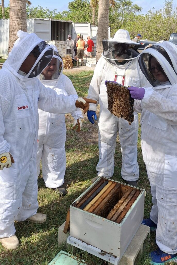 Beekeeper pointing out the eggs, larvae, brood, nectar, and pollen on a frame of honey bees