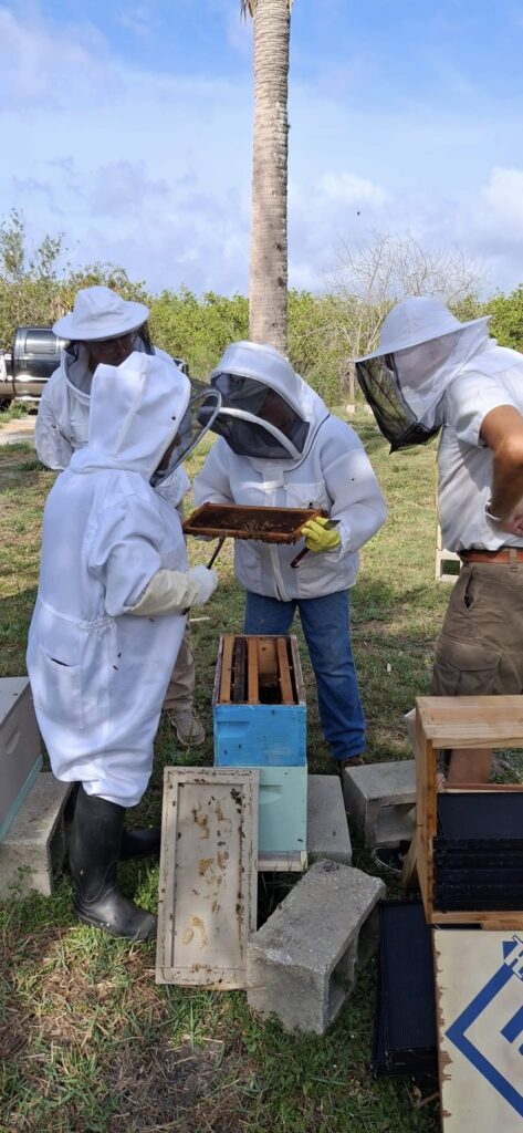 Beekeepers inspecting a frame of European honey bees