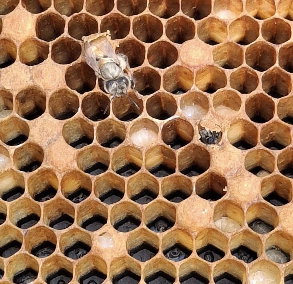 Young European honey bees hatching
