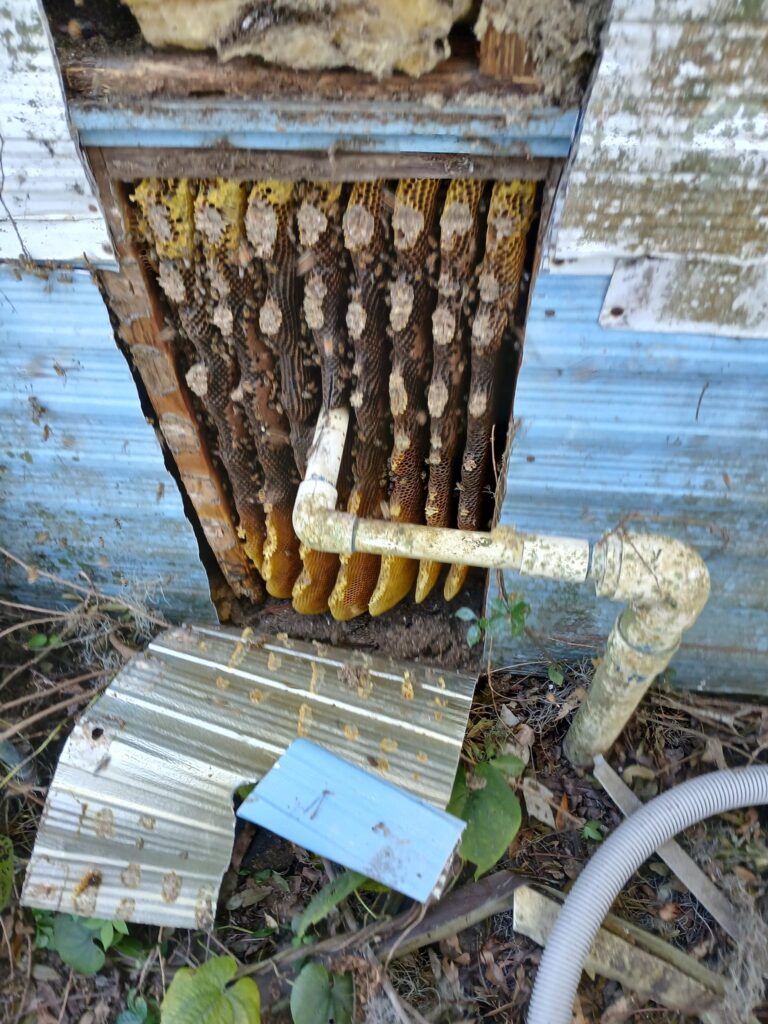 side of a shed opened up showing the honey combs and bees