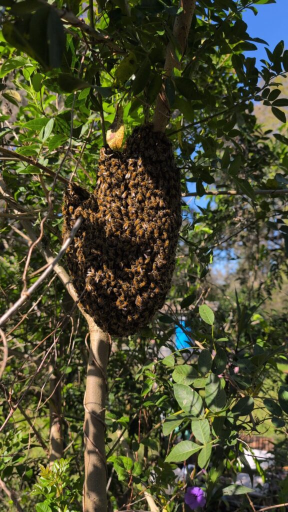 swarm of bees hanging off a limb