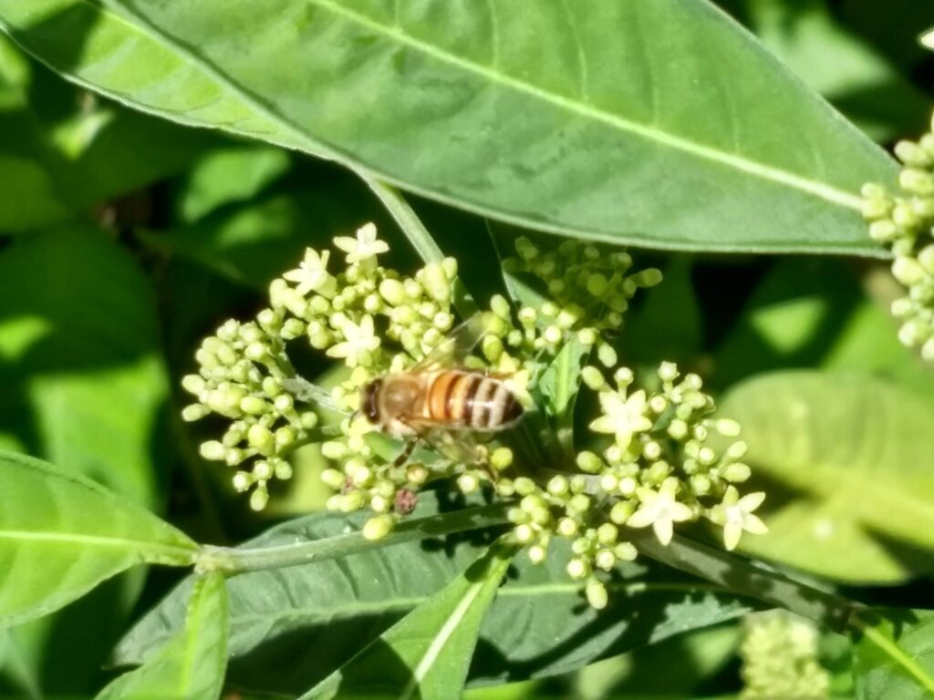 Honey bee on Brazilian pepperberry flowers