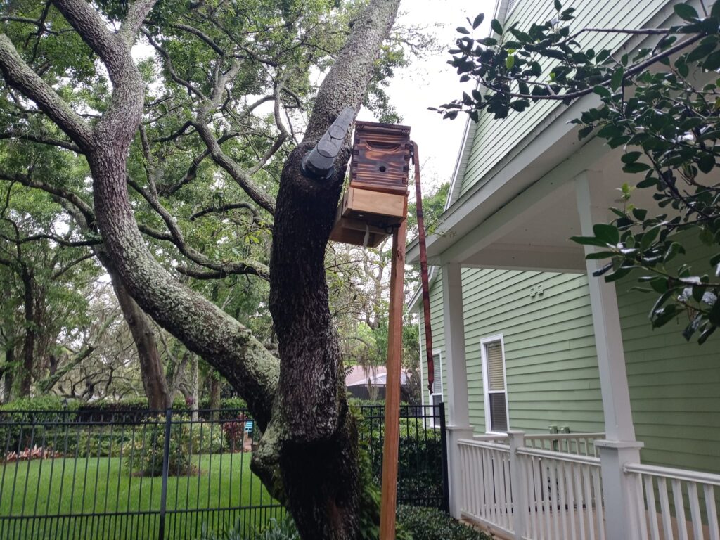 A contraption to hold up a small bee box to entice the bees out of a hole in the tree where an escape-only cone has been attached to the tree