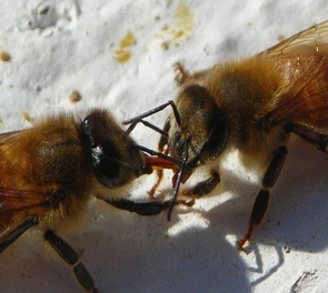 2 honey bees sharing nectar