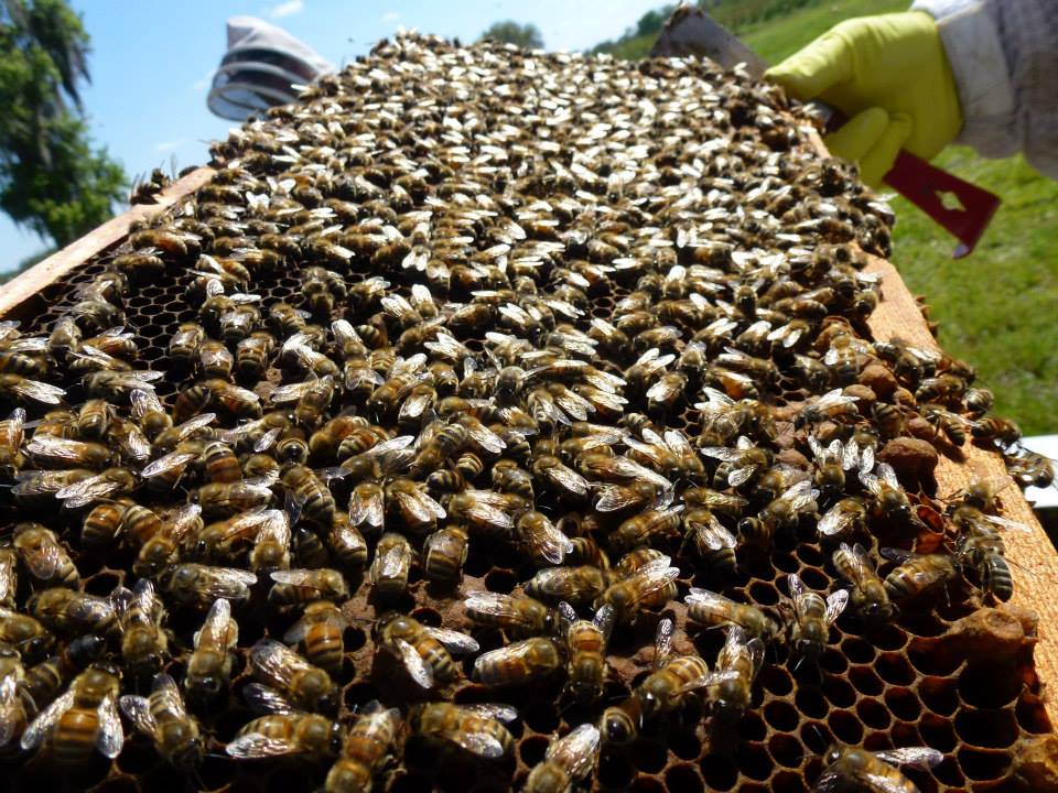 Honey Bees on a frame