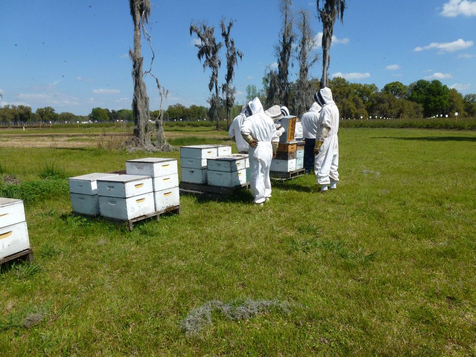 Beekeepers in the apiary  on an apiary field day