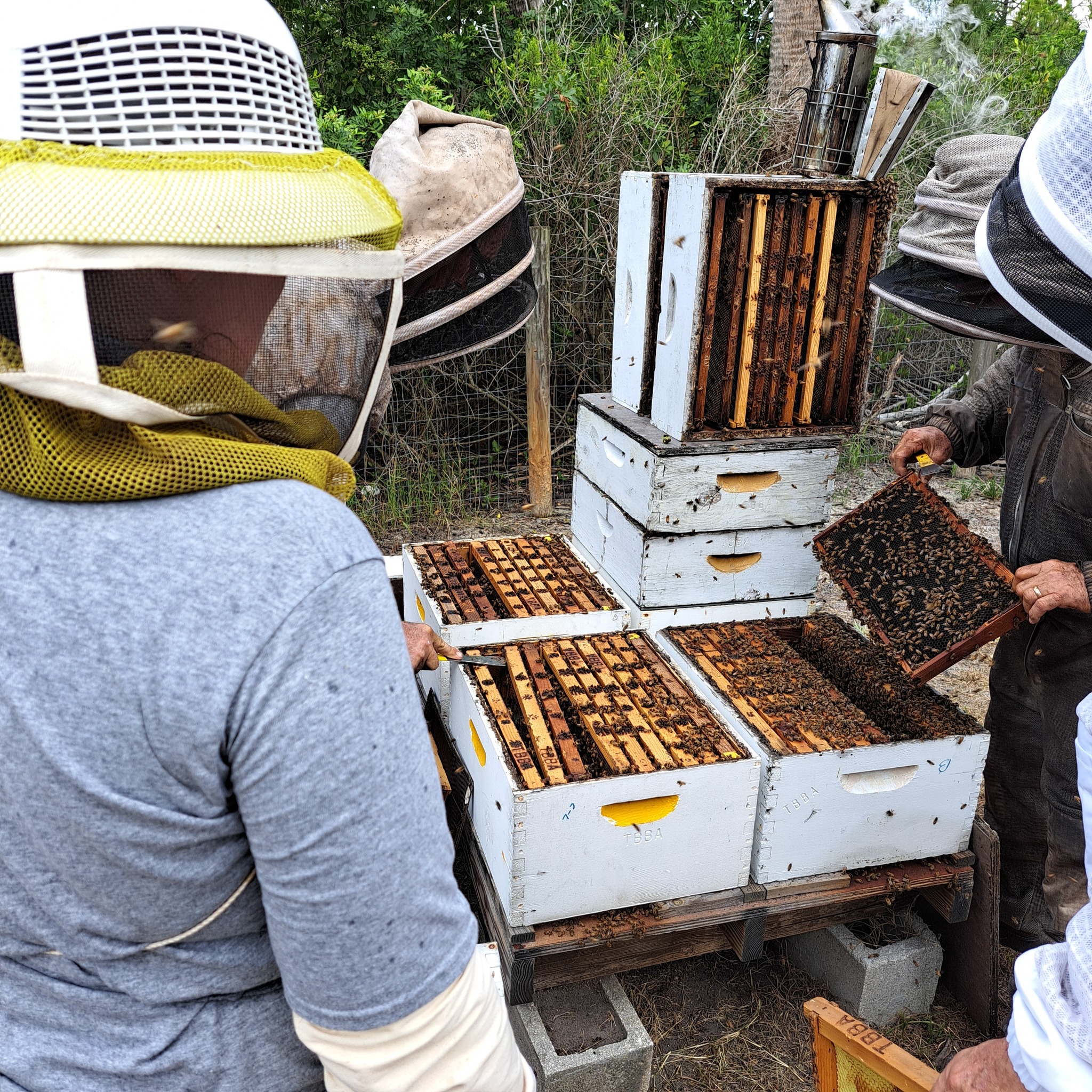 Beekeepers inspecting hives at an apiary field day