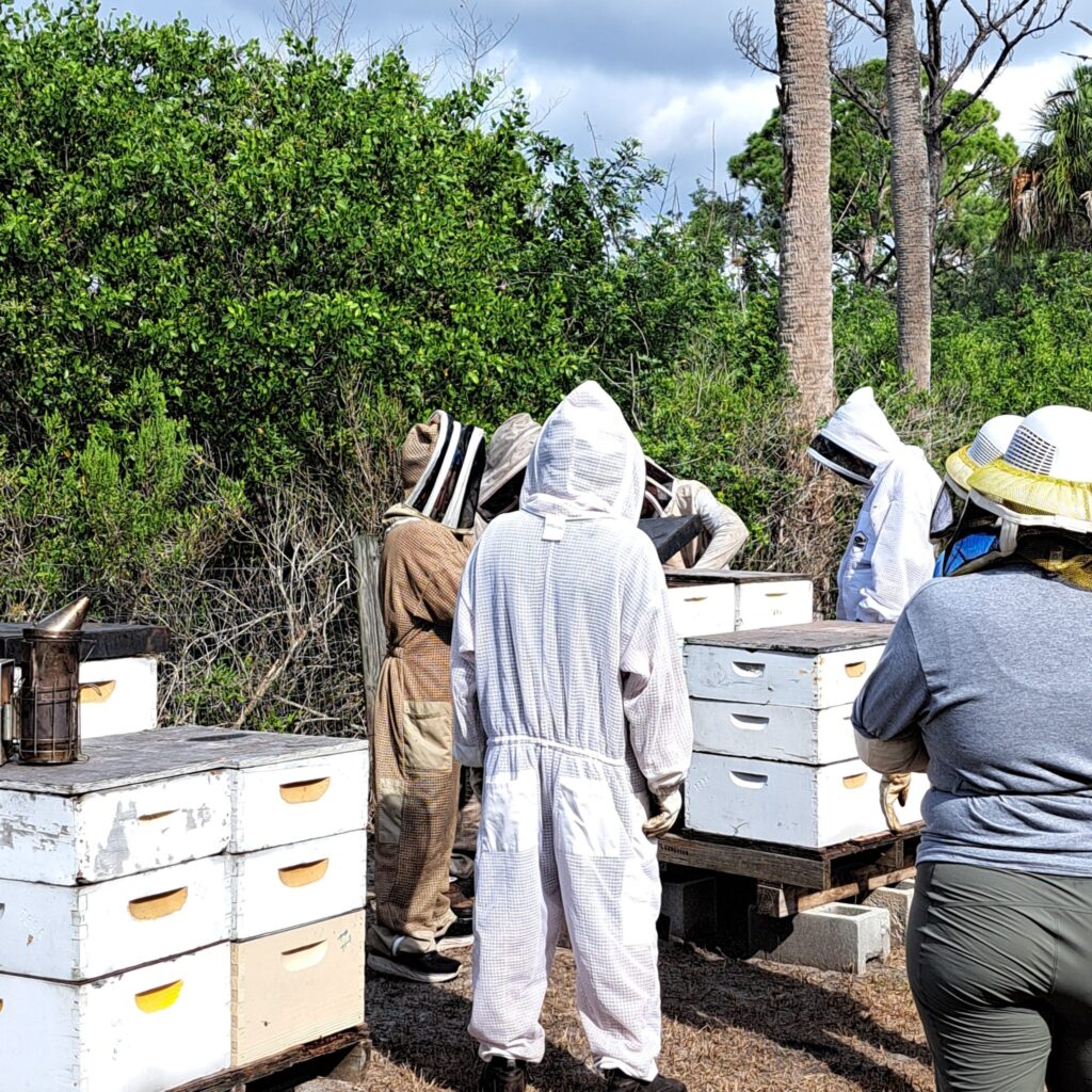 Beekeepers in the TBBA apiary