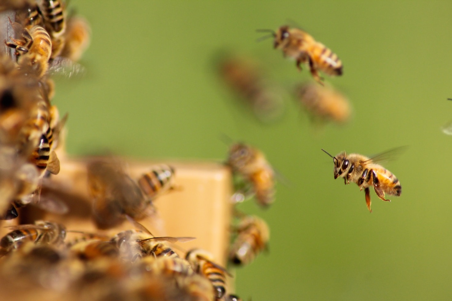 Top Tips for New Beekeepers in Tampa Bay