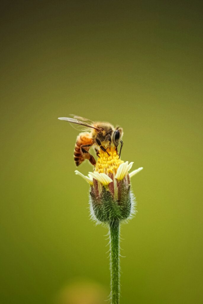 Honey bee on a flower