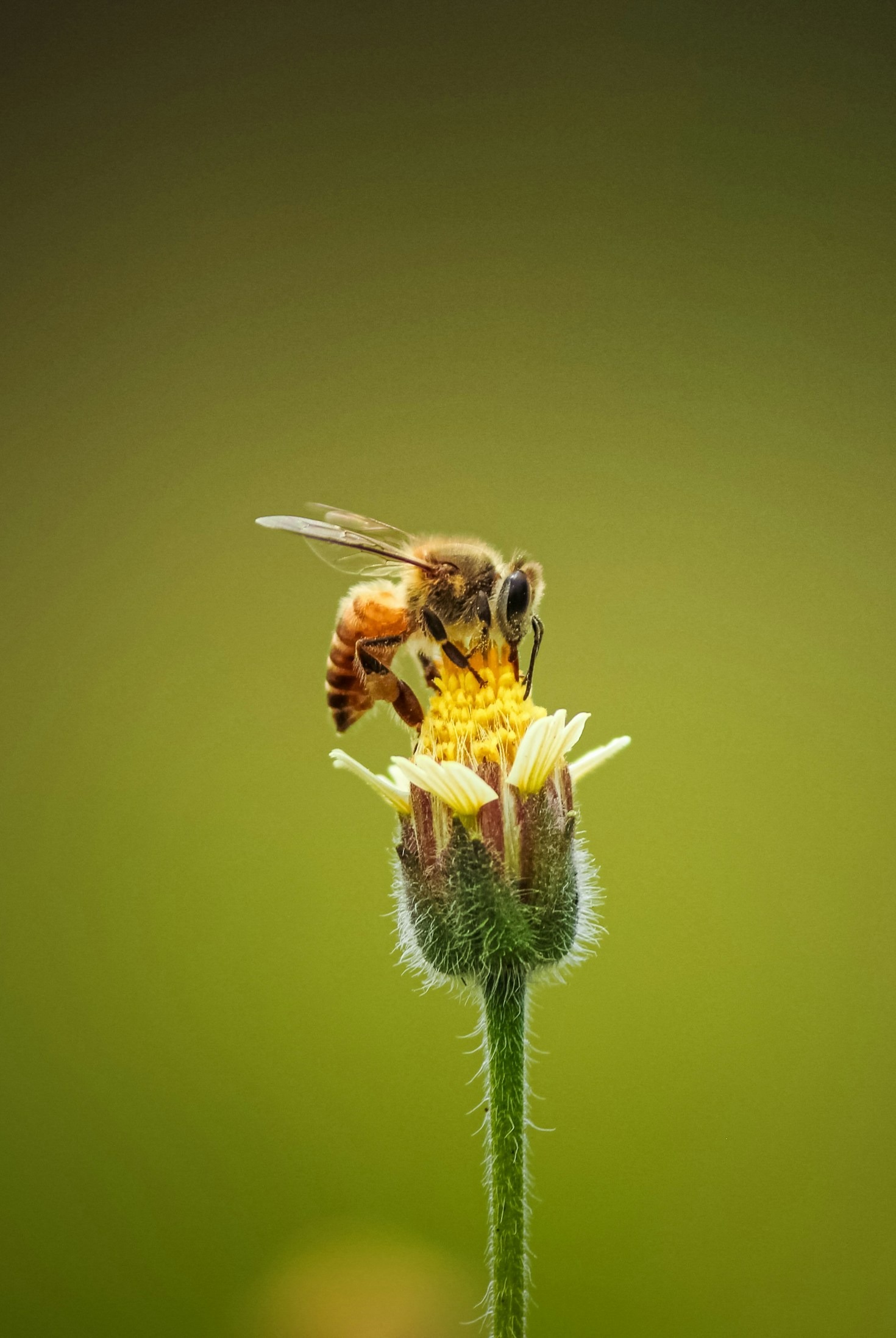 The Importance of Honey Bees in Our Ecosystem