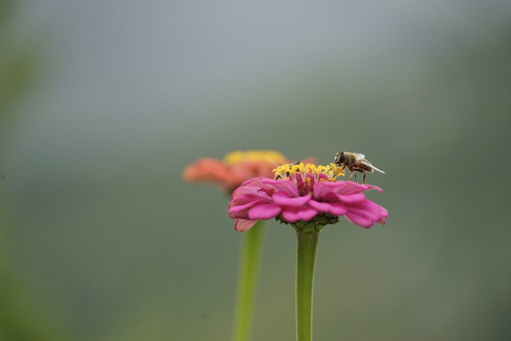Honey bee on a zinnia
