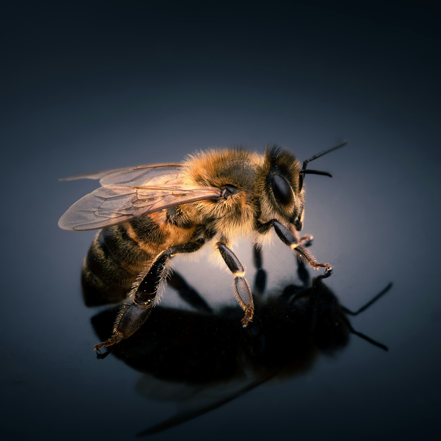 A Guide to Responsible Beekeeping Practices