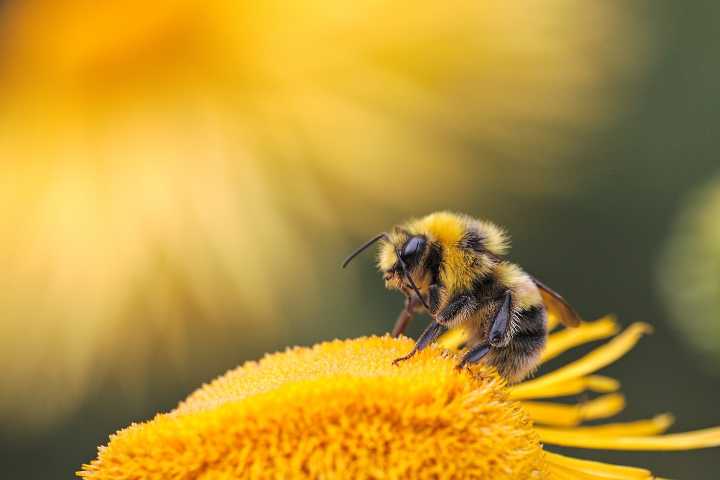 The Role of Beekeeping in Pollinator Preservation