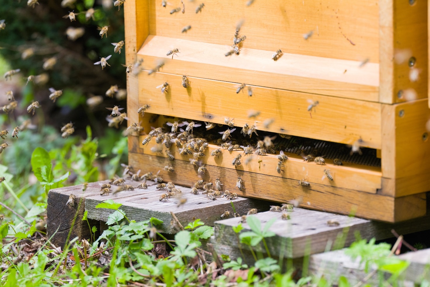 What to Expect at a Beekeepers Association Meeting
