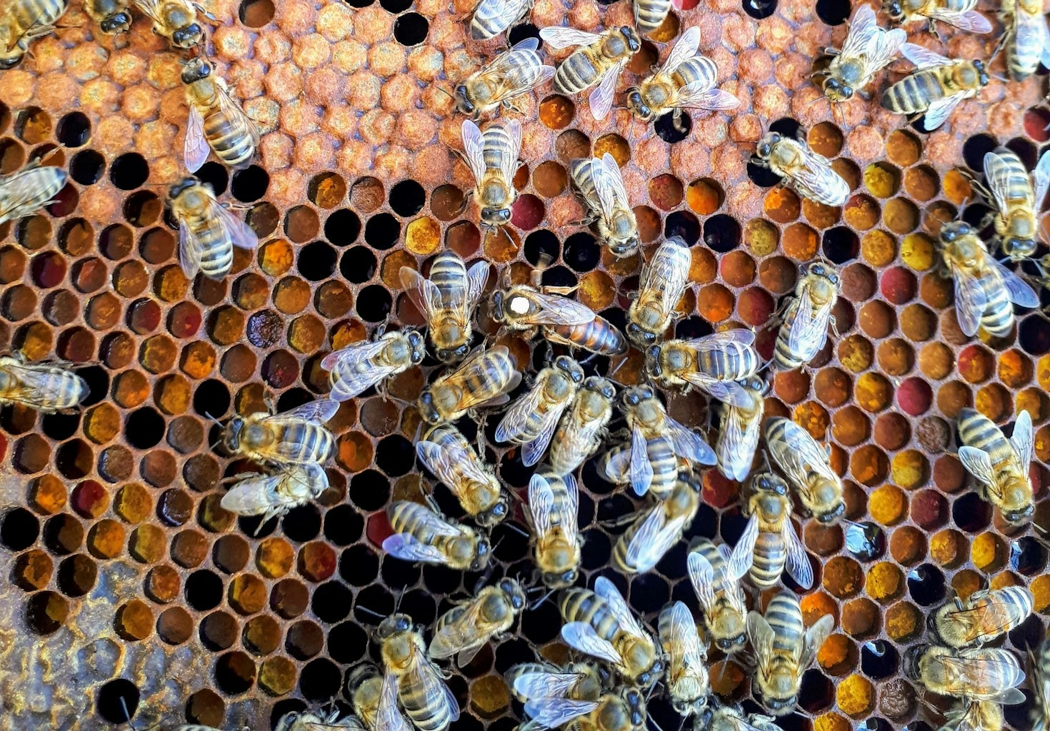 Learning from Experienced Beekeepers: Key Insights