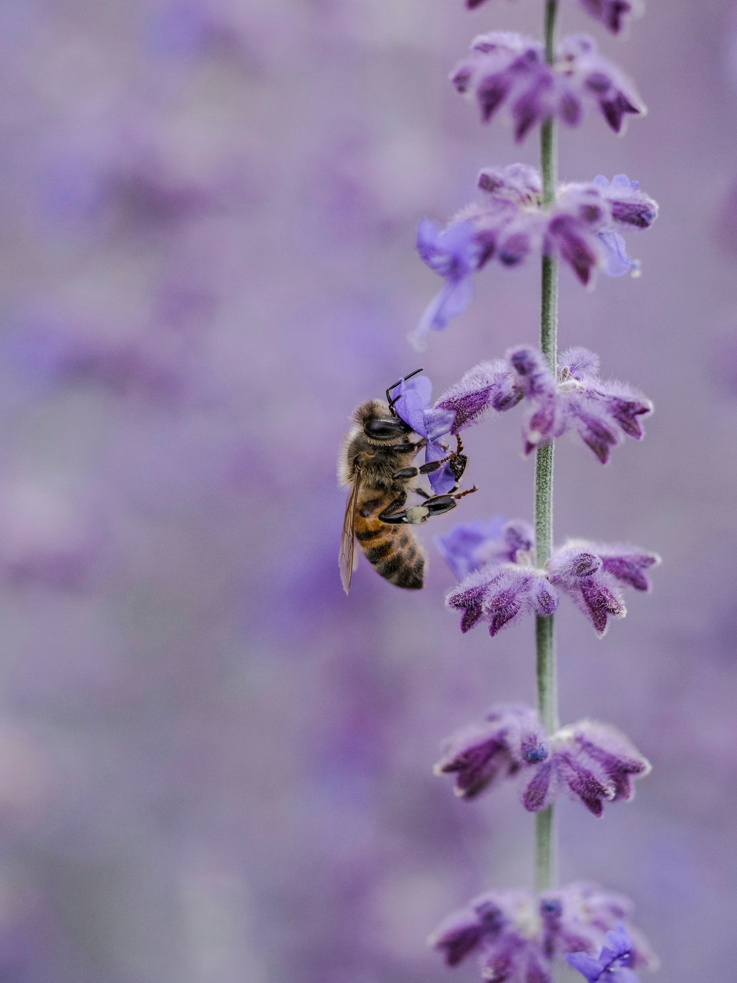 Building a Strong Community of Beekeeping Enthusiasts