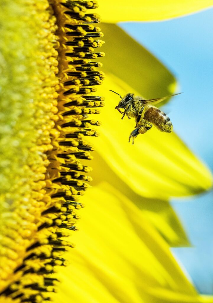 Bee going to a sunflower