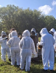 Beekeepers inspectingh honey bee hives