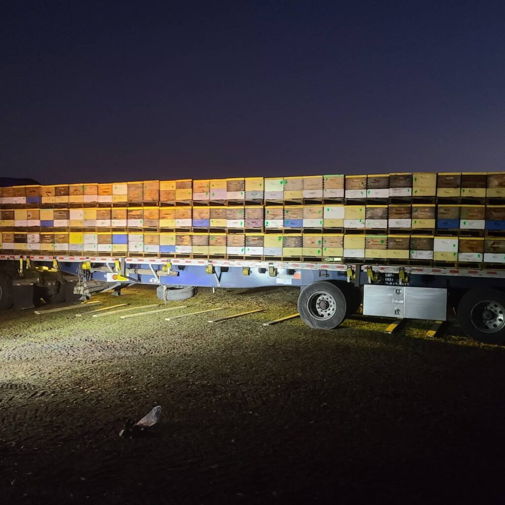 Bee hives loaded on a commercial beekeeper's trailer