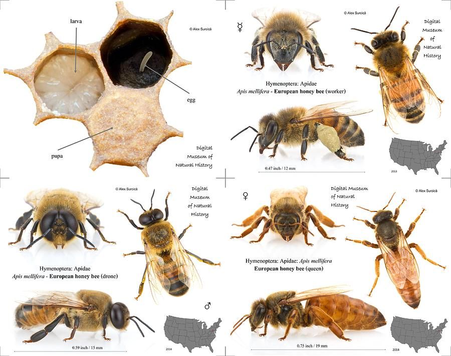 Picture with honey bee eggs, larva and the 3 honey bee castes