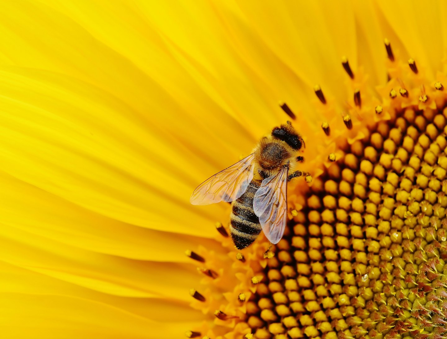 Honey Bee in a sunflower