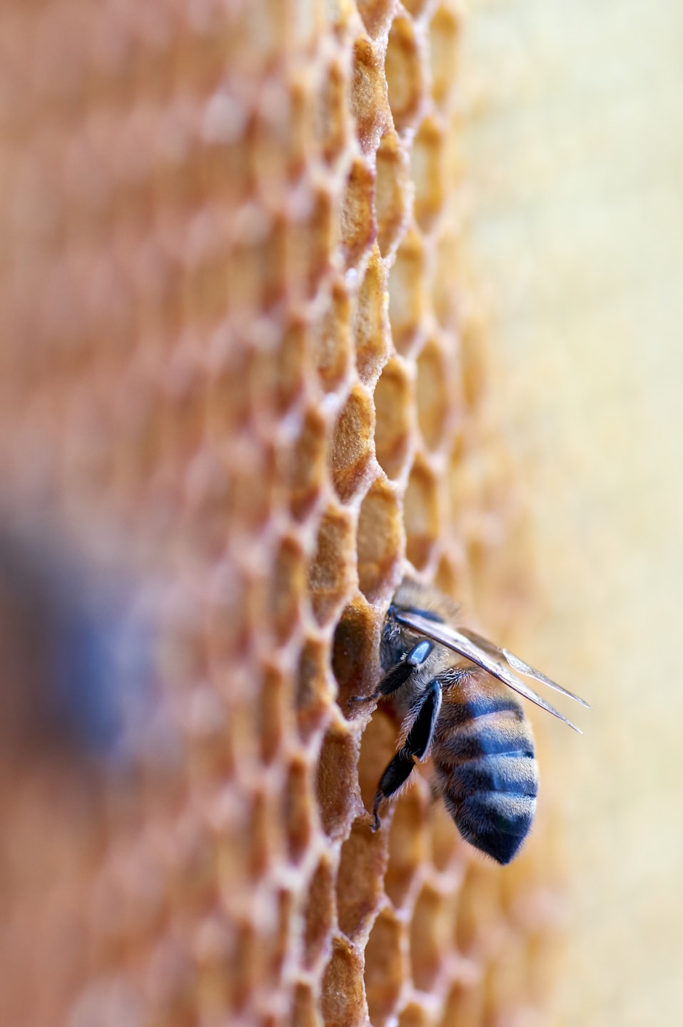 Bee in honey comb