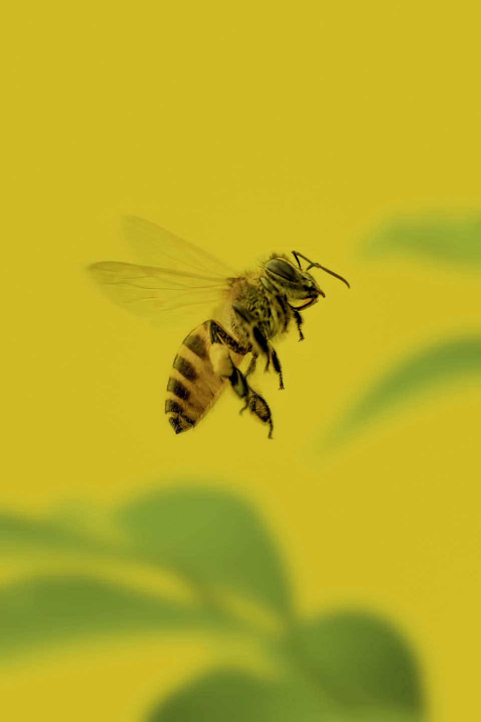 flying honey bee
