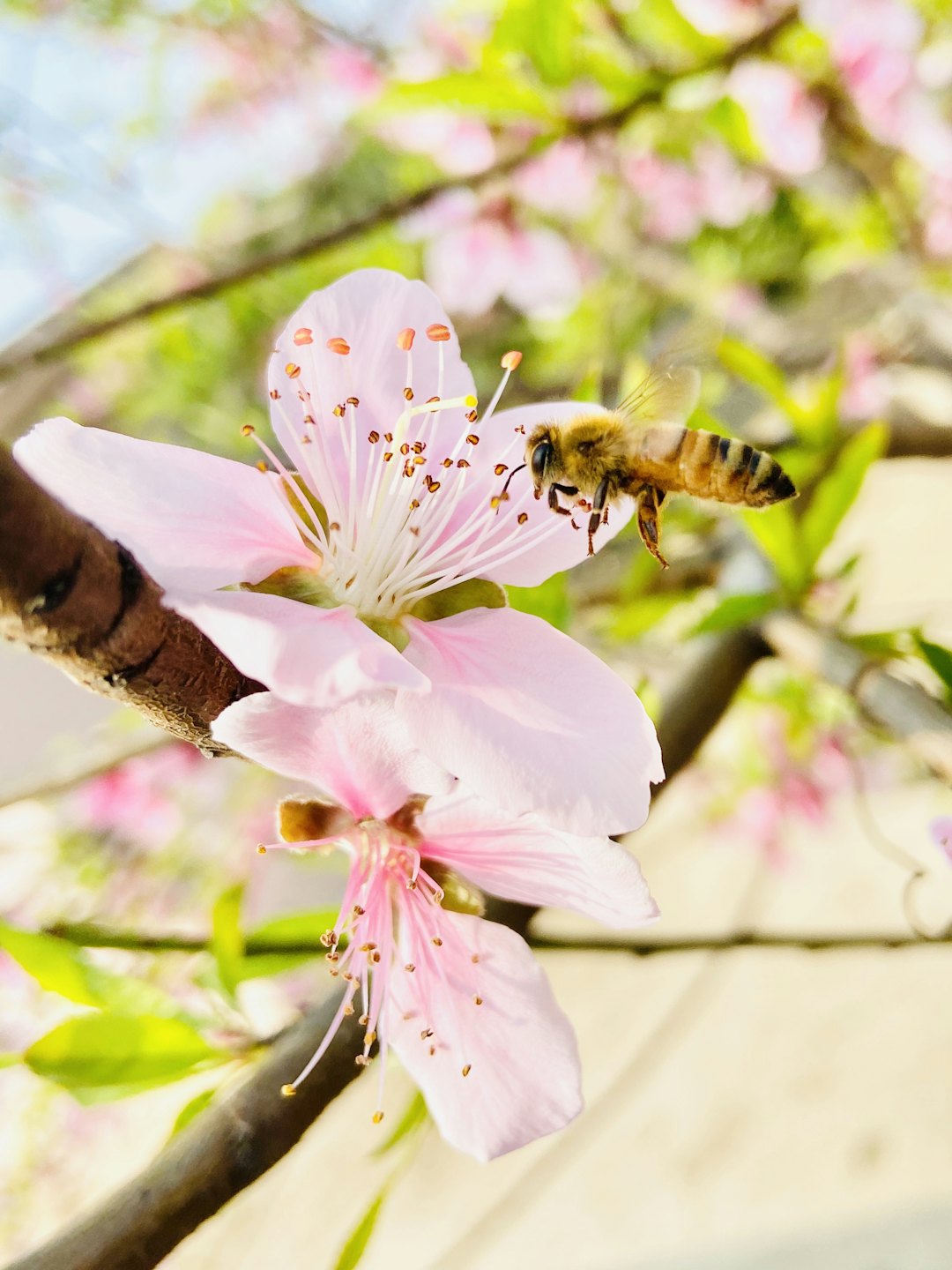 honey bee approaching a blossom